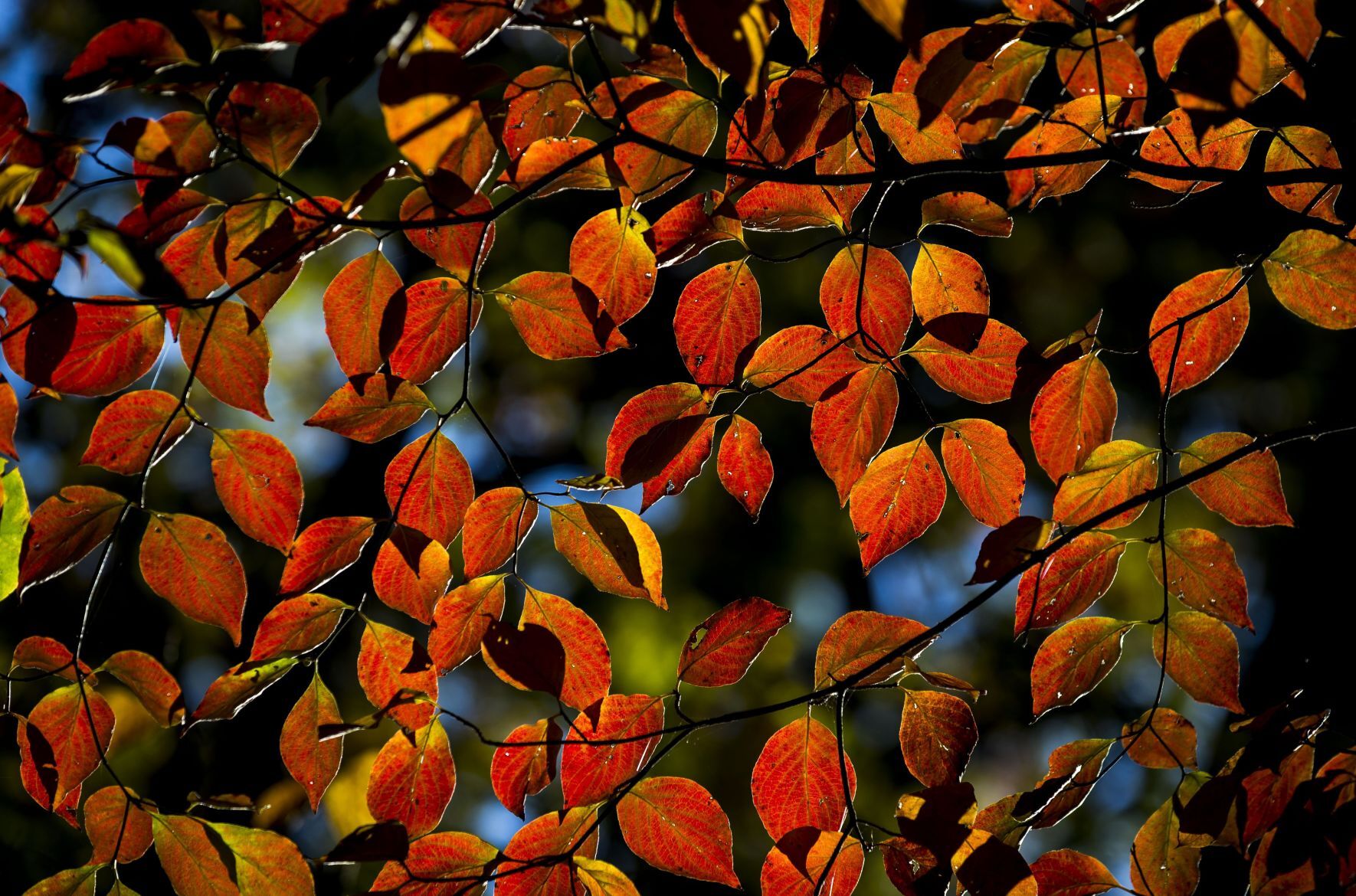 Fall shining down